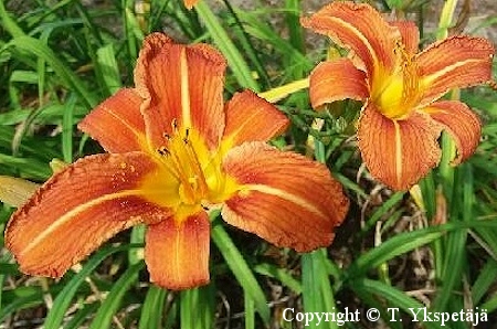 Hemerocallis fulva 'Europa', rusopivnlilja